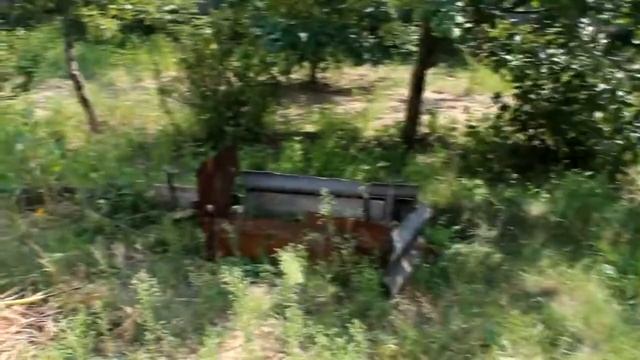 Среднеазиатская черепаха Уход, кормление, содержание смотреть онлайн
