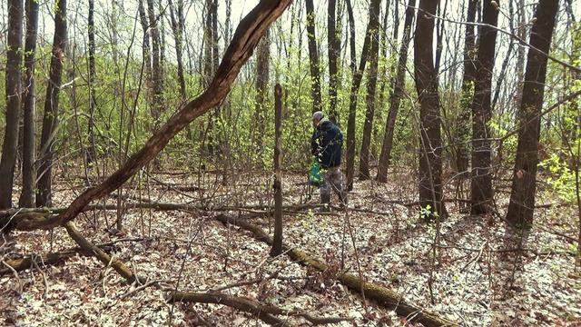 Шапочка сморчковая, грибы пошли, первые весенние грибы смотреть онлайн