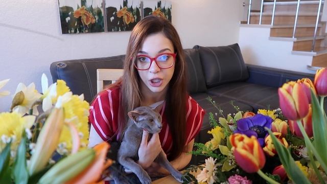 ОПАСНЫЕ ЦВЕТЫ ДЛЯ КОШЕК | ВАЖНО ЗНАТЬ ТЕМ, у кого дома живёт кот смотреть онлайн