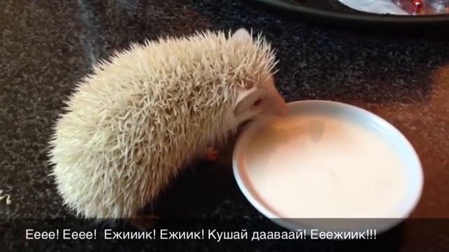 Ежик Альбинос смотреть онлайн