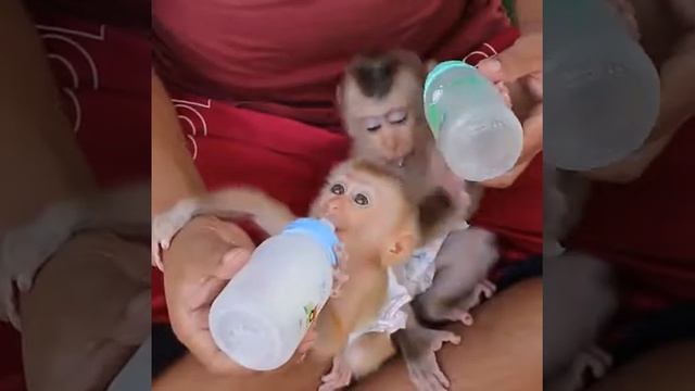 Маленькие, забавные обезьянки