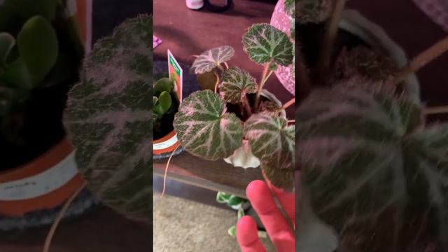 Begonia collection, and begonia info! смотреть онлайн