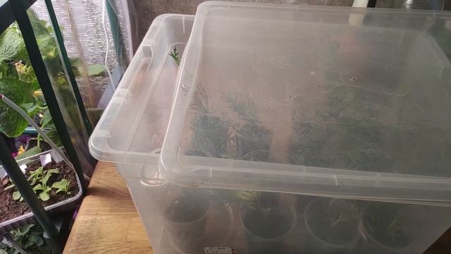 Как сохранить укорененные черенки туи в квартире до весны. Результат черенкования петунии. смотреть онлайн