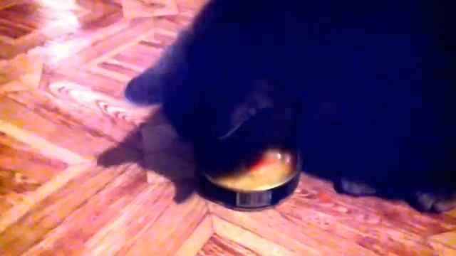 Копия видео 