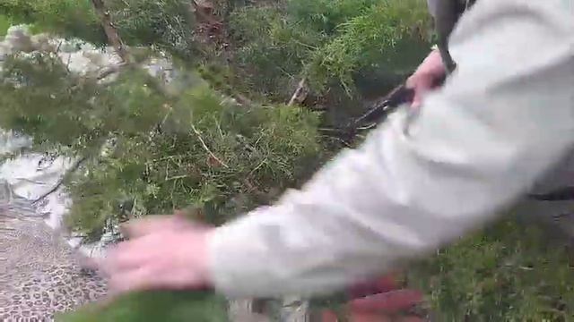 Как обрезать и очистить декоративные кустарники смотреть онлайн