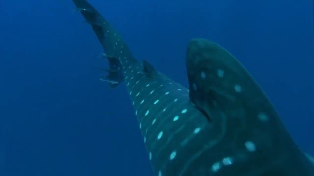 Самая большая рыба на планете! Китовая акула смотреть онлайн