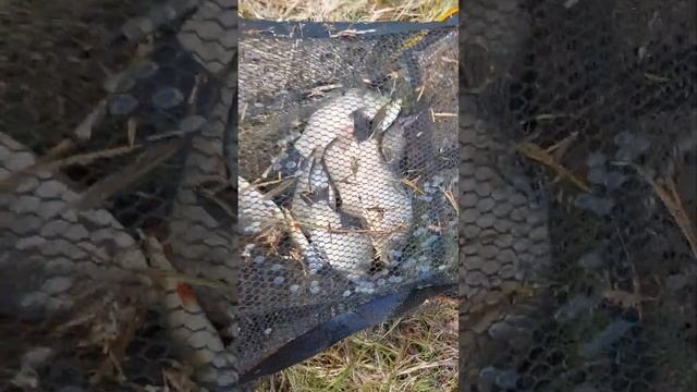 Наловил карасей в запрет!Весенняя рыбалка смотреть онлайн