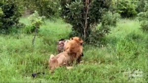 ЛЬВЫ ПРОТИВ ГИЕН И ГИЕНОВИДНЫХ СОБАК