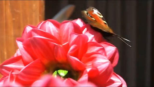Canon DC50 test Butterfly смотреть онлайн