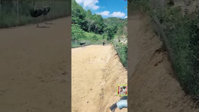 GIRL RIDING AN OSTRICH IN CHINA смотреть онлайн