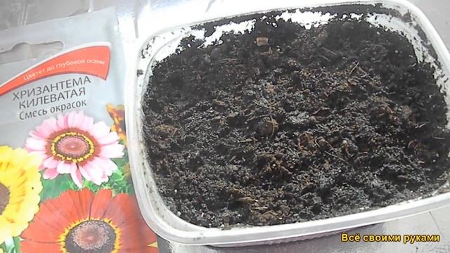 Хризантема. Самый Лёгкий Посев Хризантемы, Без Хлопот смотреть онлайн