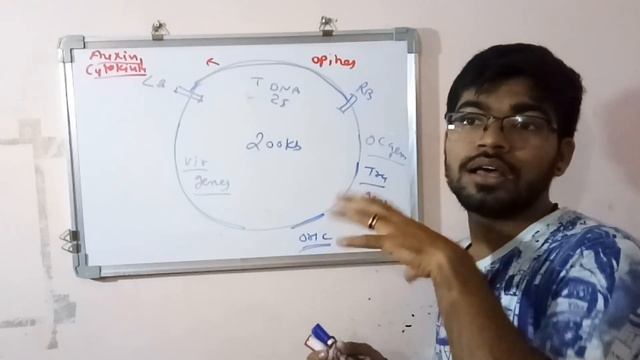 Ti Plasmid / agrobacterium genetics / vir regulon in Hindi смотреть онлайн