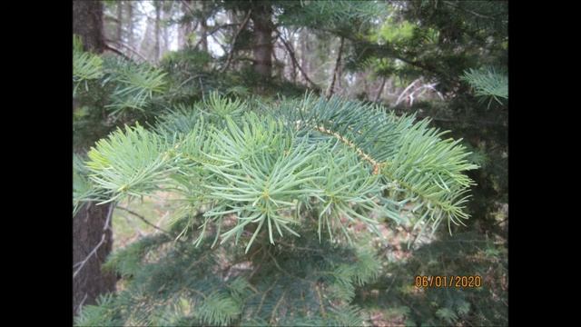 ARIZONA WHITE FIR (ABIES CONCOLOR) APACHE NATIONAL FOREST ARIZONA смотреть онлайн