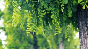 Необычное дерево летом | Футажи красивая природа [FullHD]