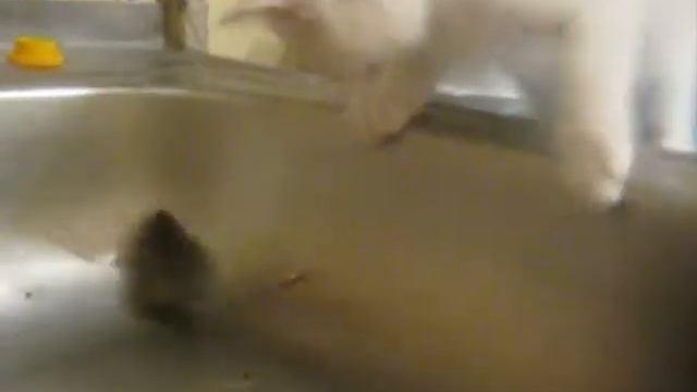 кот первый раз увидел мышку смотреть онлайн