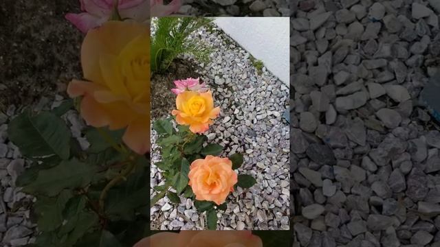Rio Samba Bicolor Hybrid Tea Rose смотреть онлайн