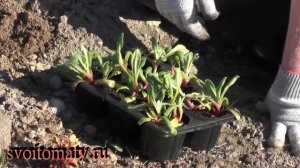 Эффектный однолетник. Мезембриантемум: выращивание из семян