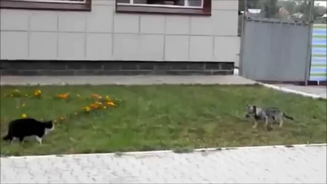 Коты нападают на собак (Crazy Cat Attacks Dog! Very angry Cat !) смотреть онлайн