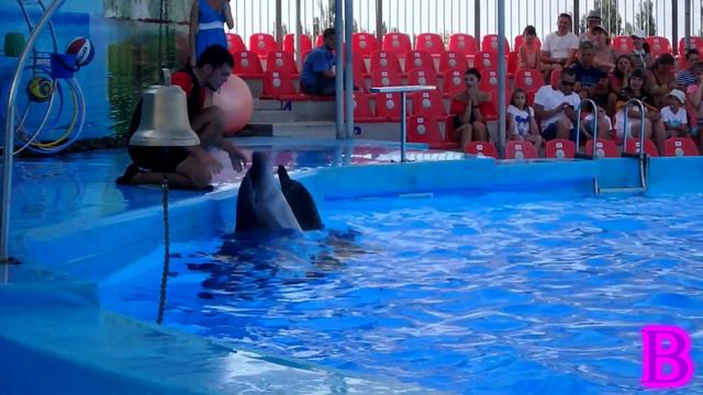 Дельфинарий Немо Бердянск | Dolphinarium Nemo Berdyansk смотреть онлайн