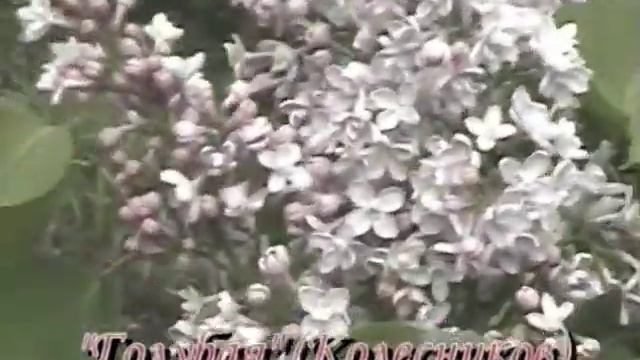 Цветение сортовой сирени смотреть онлайн