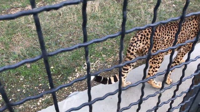 Гепард пришел поздороваться) Тайган Cheetah Came To Say Hello) Taigan