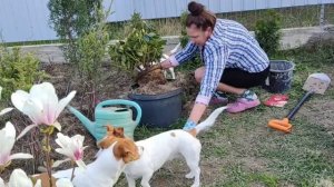 Сажаем рододендрон весной | Правильная посадка рододендрона залог пышного цветения