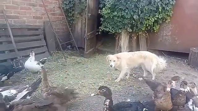 Работа бордер колли в деревне Кайя и утки смотреть онлайн