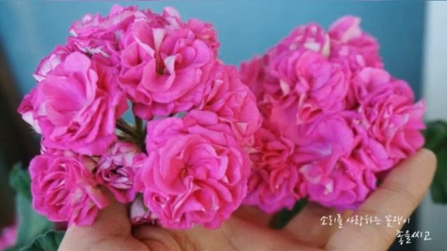 Pelargonium 꽃소개-  라라 딜라이트 (Lara Delight)