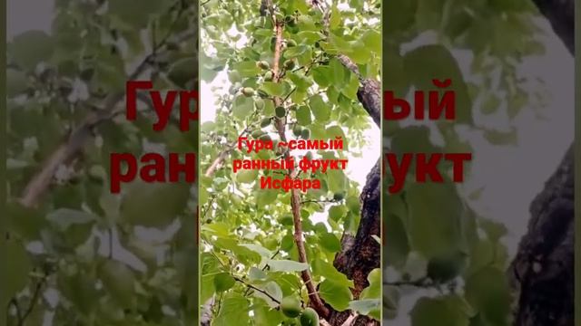 Урюк (гура) или просто зеленый абрикос