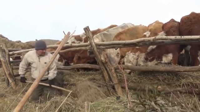 Куда я туда и коровы.Заунывная песня.Вид с высоты . смотреть онлайн
