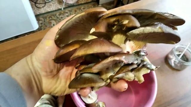 Поздняя вешенка смотреть онлайн