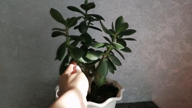 #Крассула  #толстянка уход  #крона толстянки #Секрет для крассулы