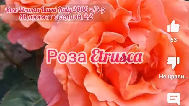 Rose Etrusca Barni Italy?? 2006 ч/бр средний аромат 2,2 80-100 Роза Барни чайно-гибридная Красотка? смотреть онлайн