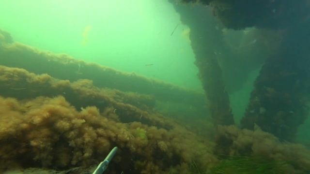 Подводная Охота. Открытие сезона 2023. Карась, лосось и каспийский дракон. смотреть онлайн