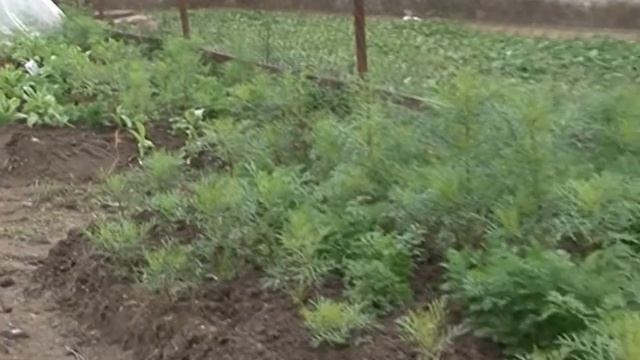 Сенсорная комната Ареопага в рамках Президентского гранта от Лиги здоровья нации смотреть онлайн