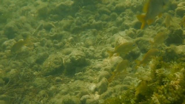 fujifilm finepix XP130 underwater video. Bahia Honda state park. 01 смотреть онлайн