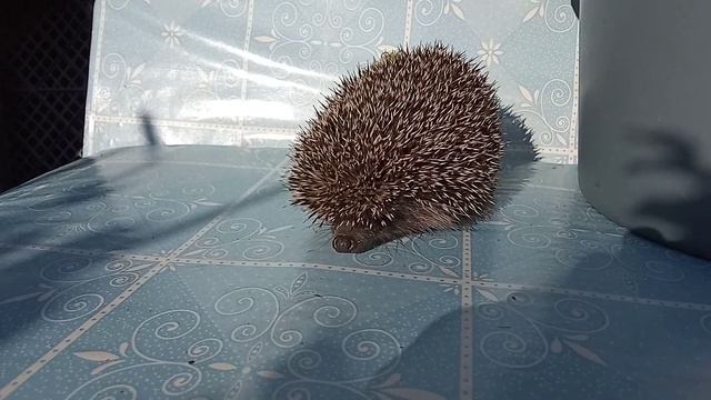 Маленький ежик смотреть онлайн