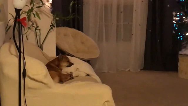Тайная жизнь домашних животных / Pets ♥️ смотреть онлайн