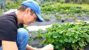 Клубника Фестивальная, брикс, обзор сорта.