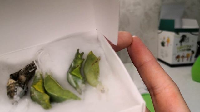 Выращиваю живых бабочек, Бабочкарий 