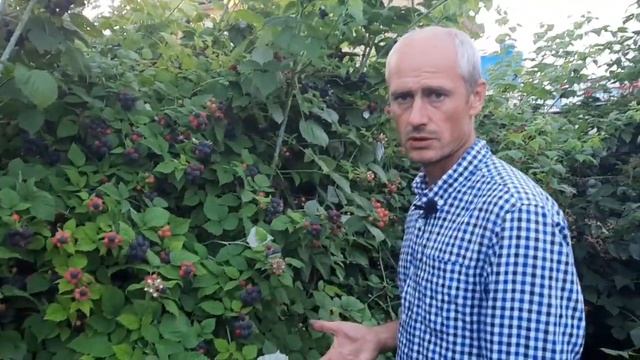 Черная малина Кумберленд - вкусная, урожайная и неприхотливая смотреть онлайн