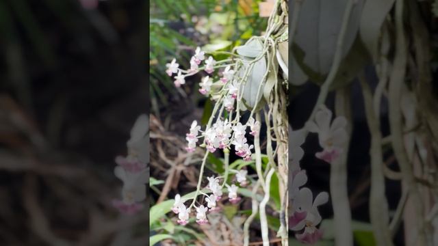 Phalaenopsis Parishii