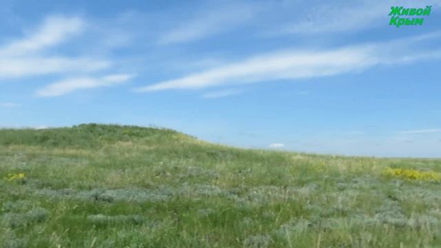 Аскалаф пестрый - яркий родственник златоглазки