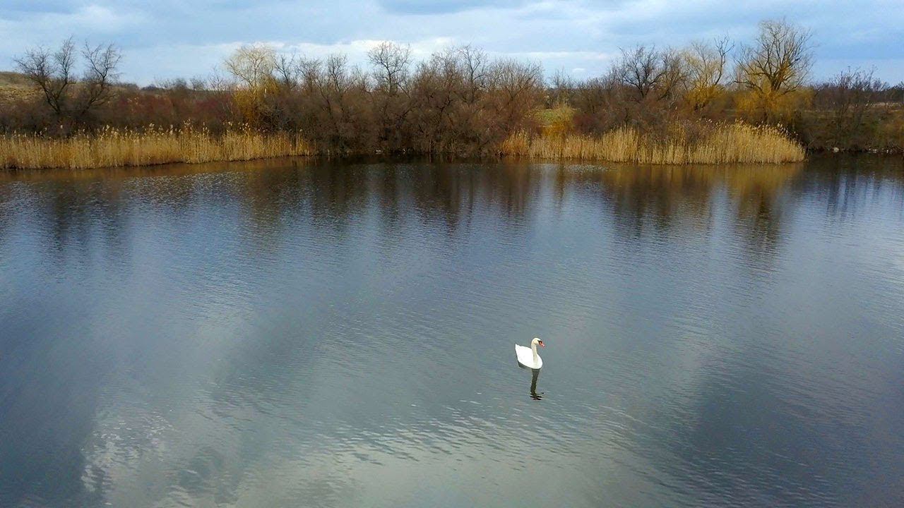 Лебеди на пруду - Аэросъёмка, Лебедь - Шипун, Mute Swan смотреть онлайн