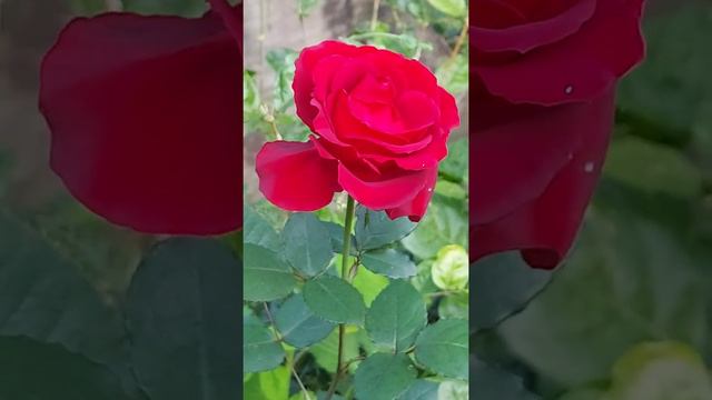 MAWAR MERAH YANG INDAH смотреть онлайн