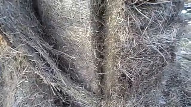 Разделка рулона сена смотреть онлайн