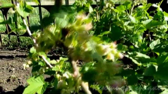 ЯГОДНЫЕ КУСТАРНИКИ ВЕСНОЙ (по следам прошлых лет) смотреть онлайн