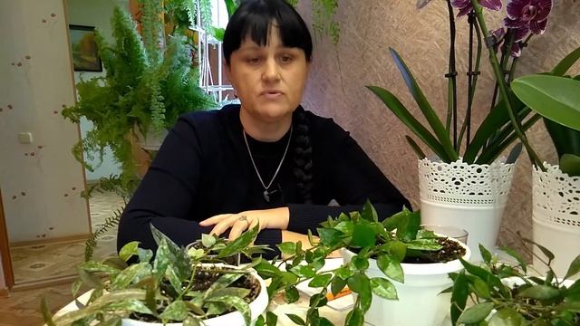 Мои комнатные растения // Отвечаю на ваши вопросы: Про хойи и книги смотреть онлайн