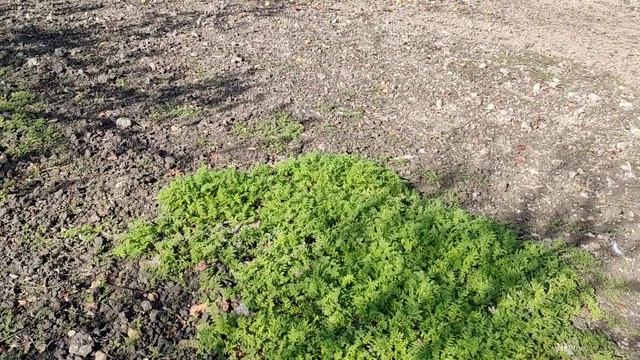 Результат посадки фацелии смотреть онлайн