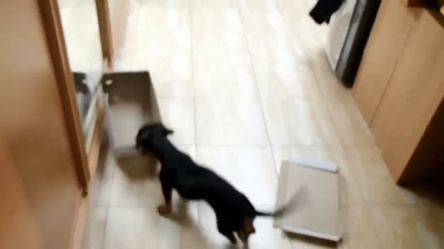 ? ? ? ^ ЧТО ЛУЧШЕ ОДНОЙ ТАКСЫ? ТОЛЬКО ТРИ ТАКСЫ! Наша прикольная ТАКСА :)) смотреть онлайн